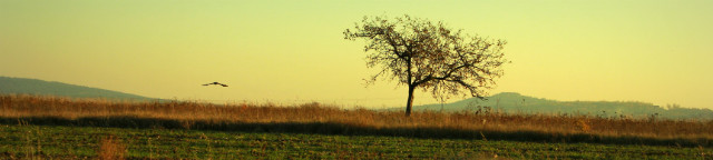 widoczek
