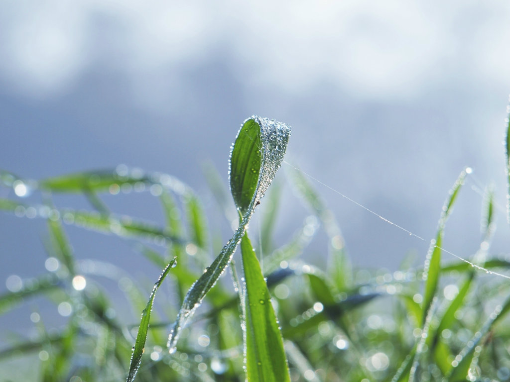 grass