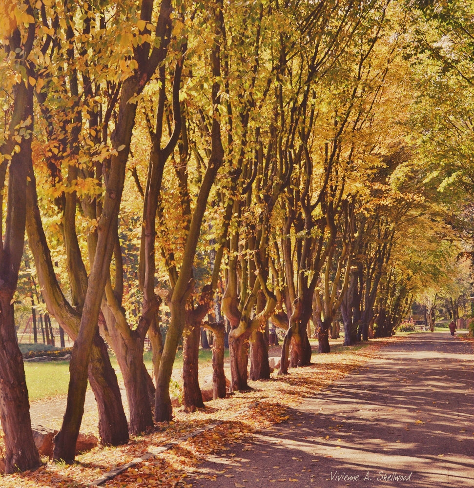 ...mein Herbst.