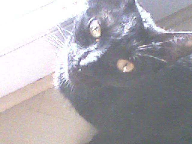 My cat Negra  :3