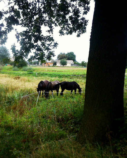 przewz '12 
