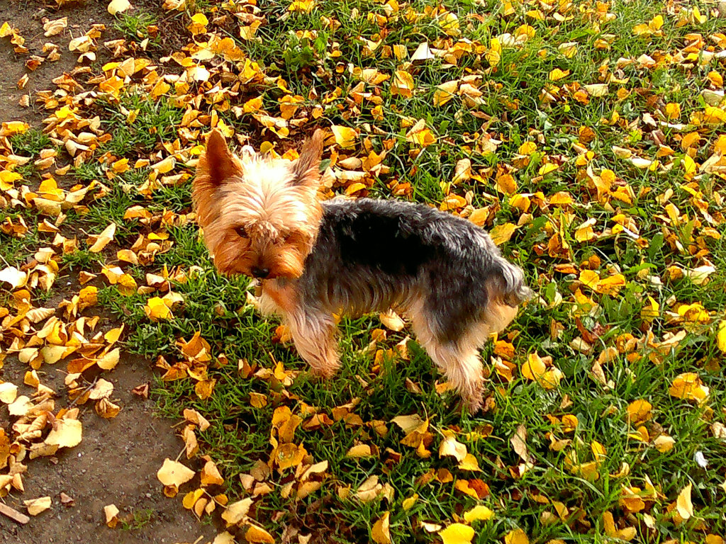 Jesie & Dog 