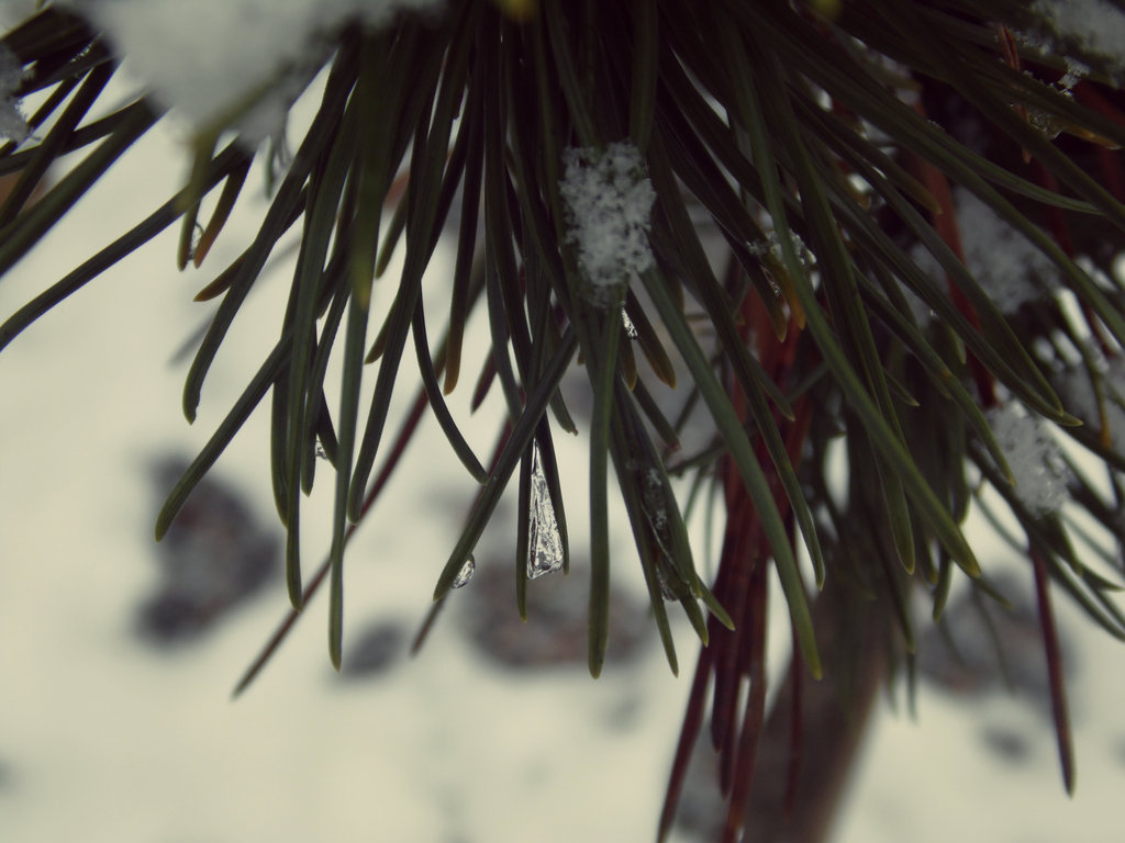 First snow 