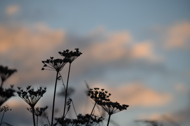 Natura 