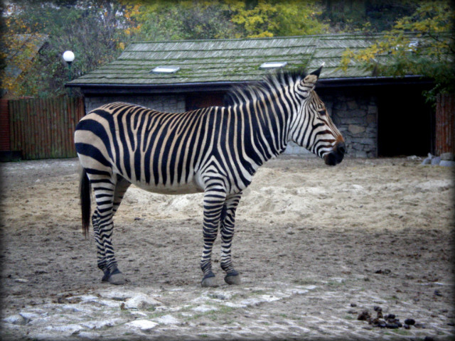 Zebra ;)