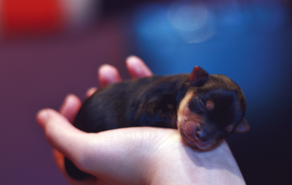 Puppy.
