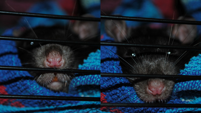 nosek:*
