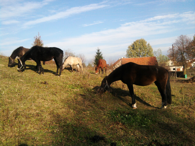 Stadko ;)