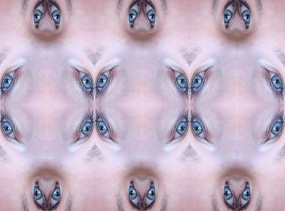 oczopls