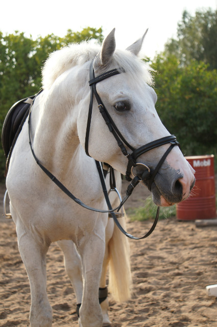 Kucy :)