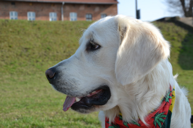 Marley