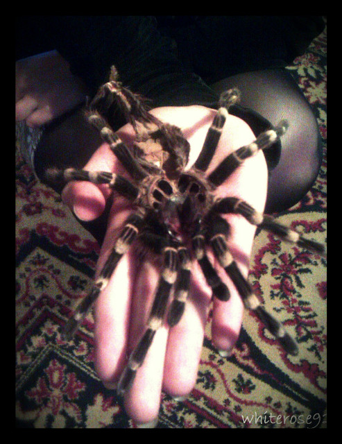 Tarantula