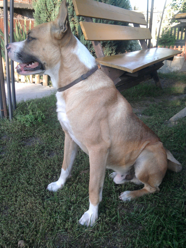Dogi