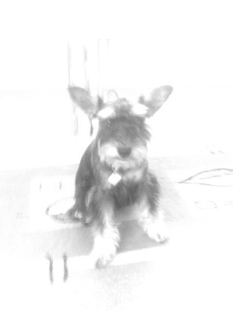 Mj piesek :* Kochaam