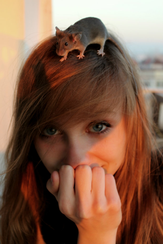mouse