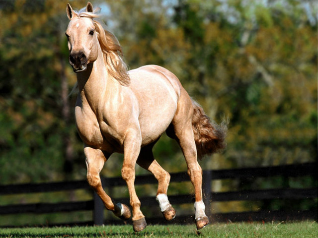konik ;d