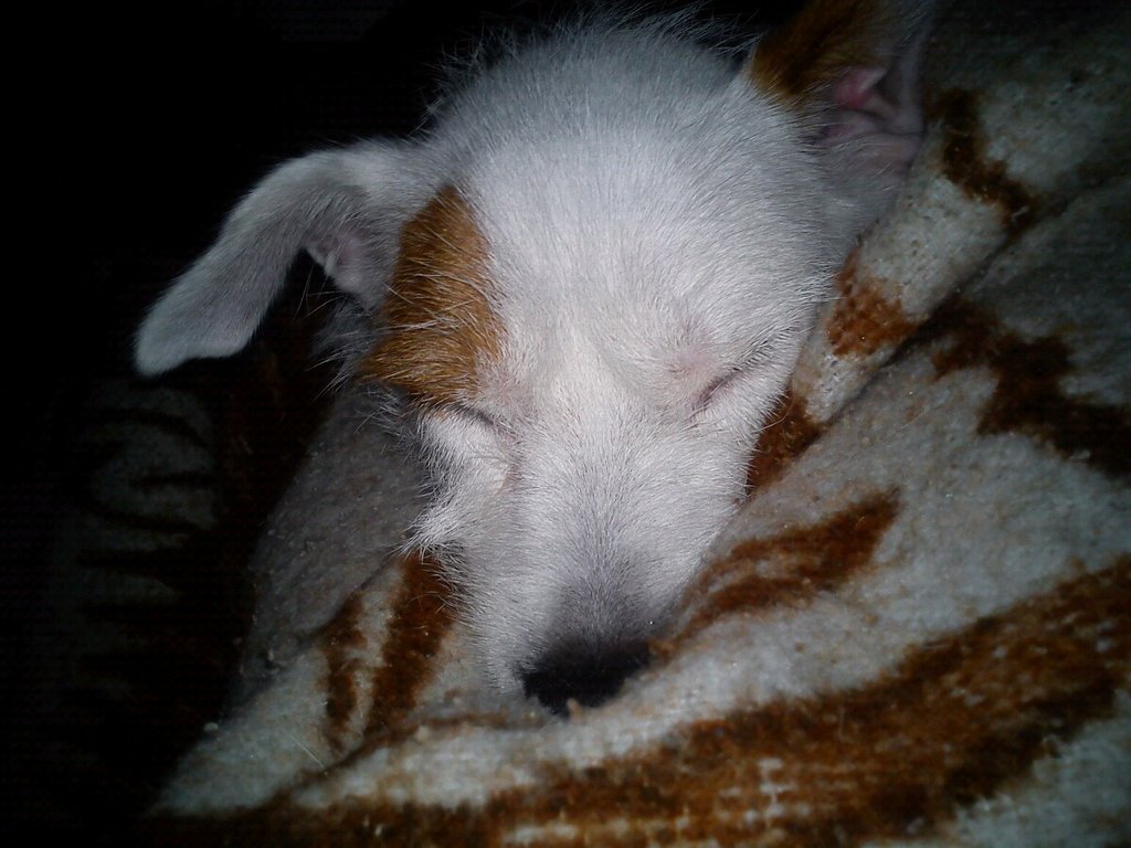 Tyson