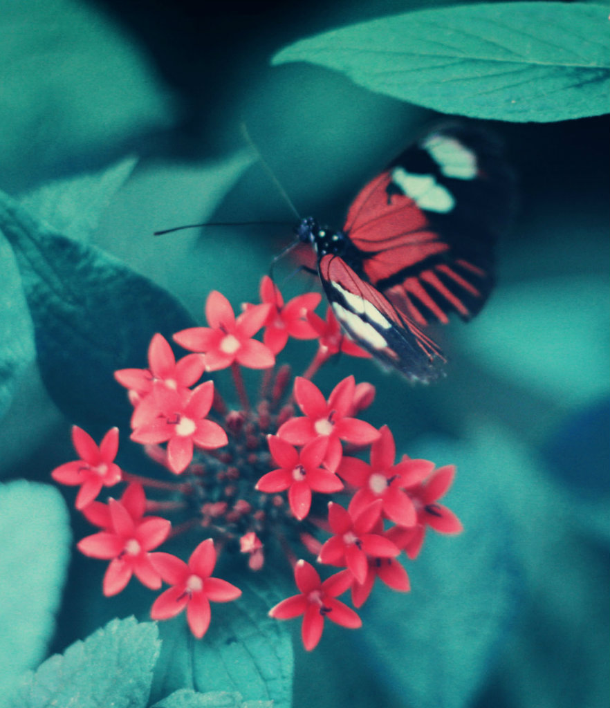 Butterfly XIX