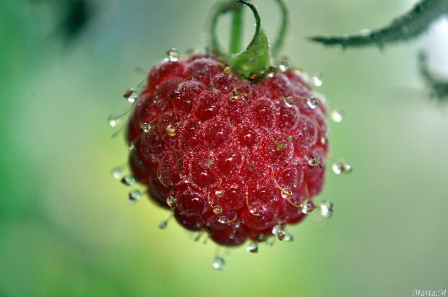 Natura 