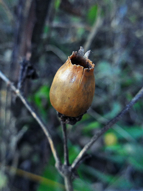 IX. (Suszek obfitoci)