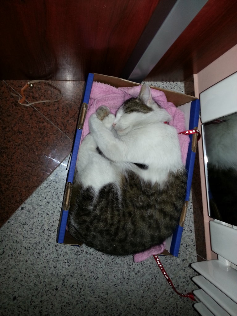 to moj sodki spioszek 