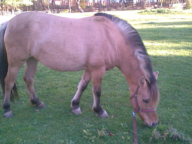 Milka 