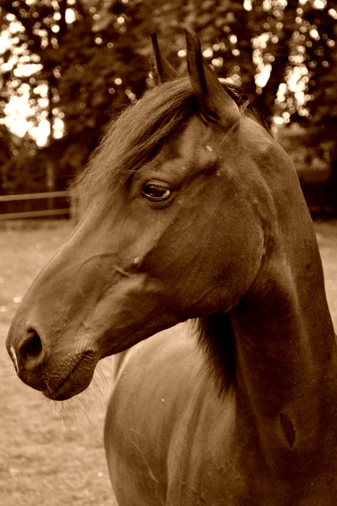 Guliwer