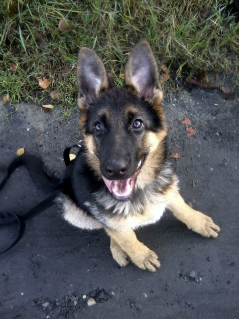 Mika 