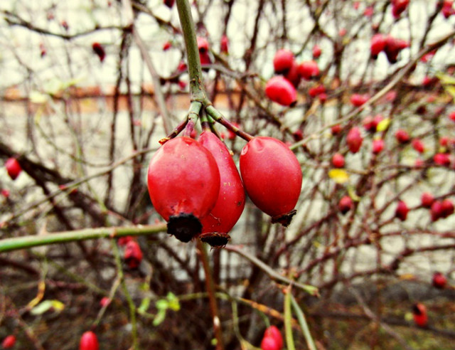 wild.roses