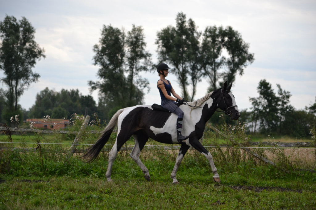 Sroka
