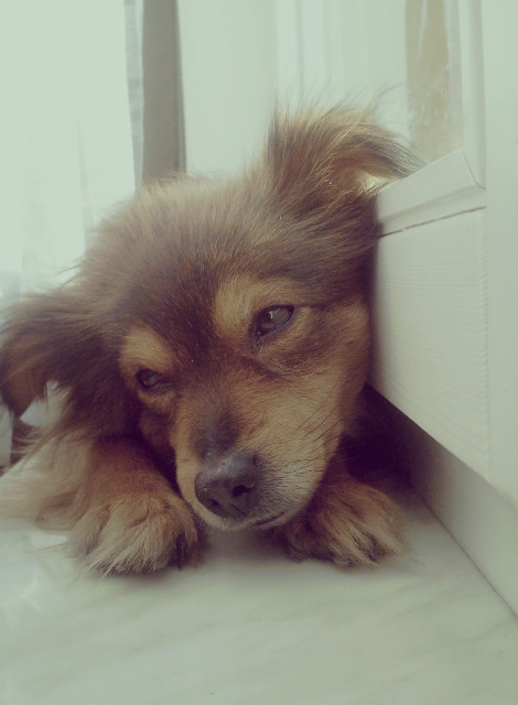 pies nie pyta, pies rozumie :D 