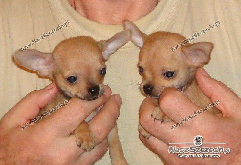 Chihuahua