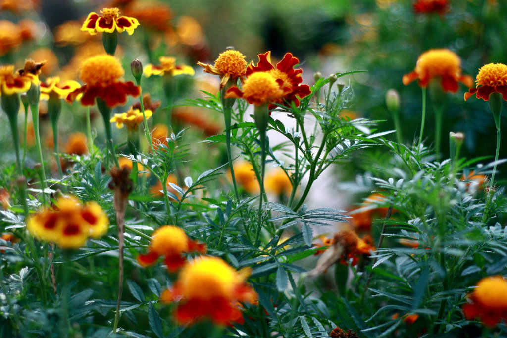 flowers.