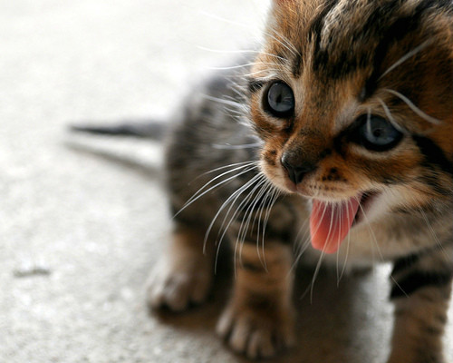 miau. 