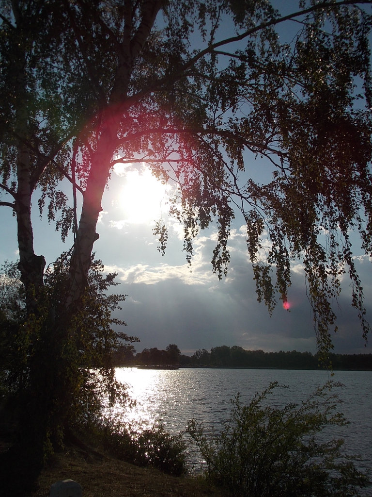 Crying willow.