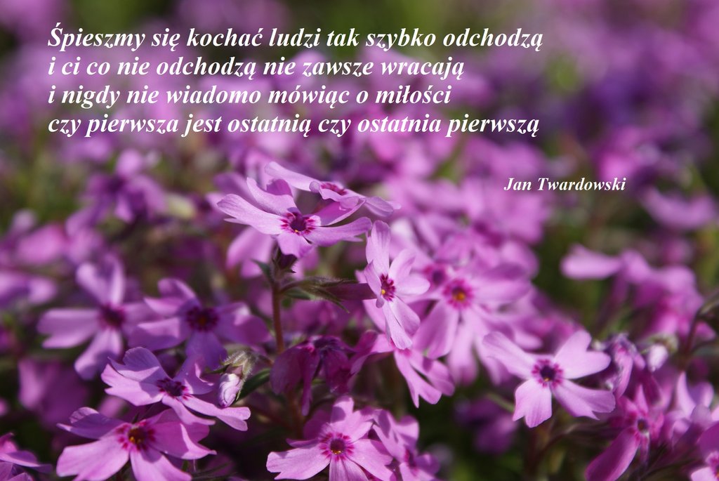 poezja