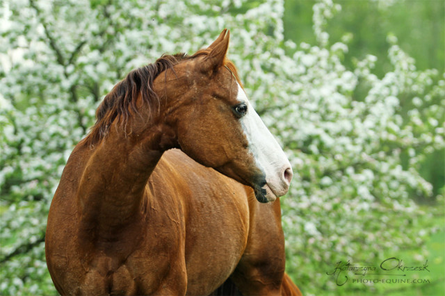 AQH