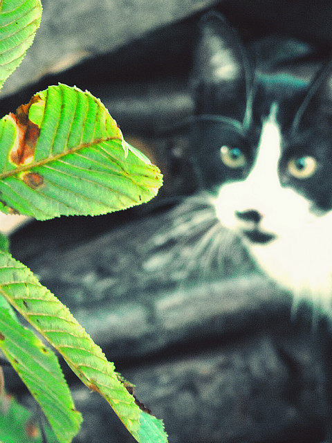 Ferdynand :)
