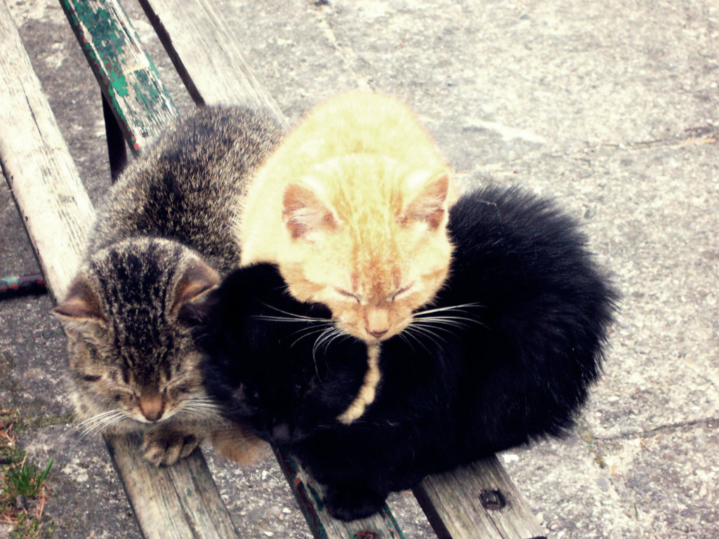 Miau...:3
