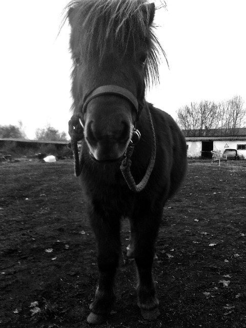 Fifi 