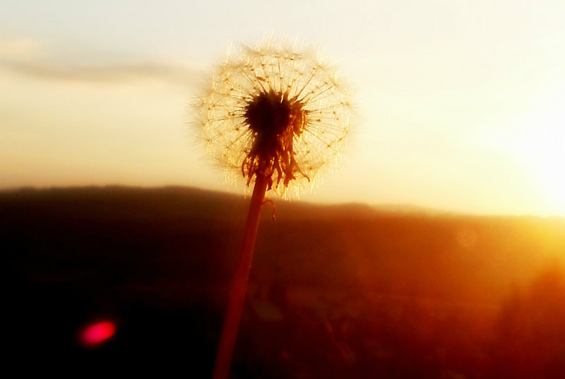 dmuchawiec.