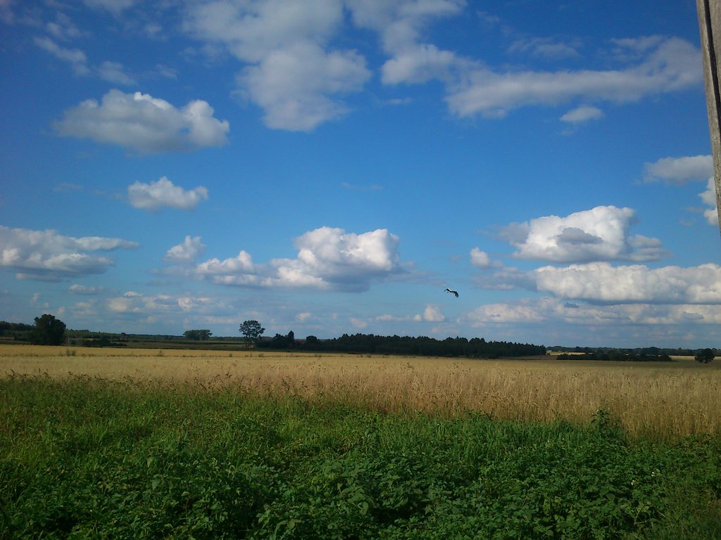 Widoczek 