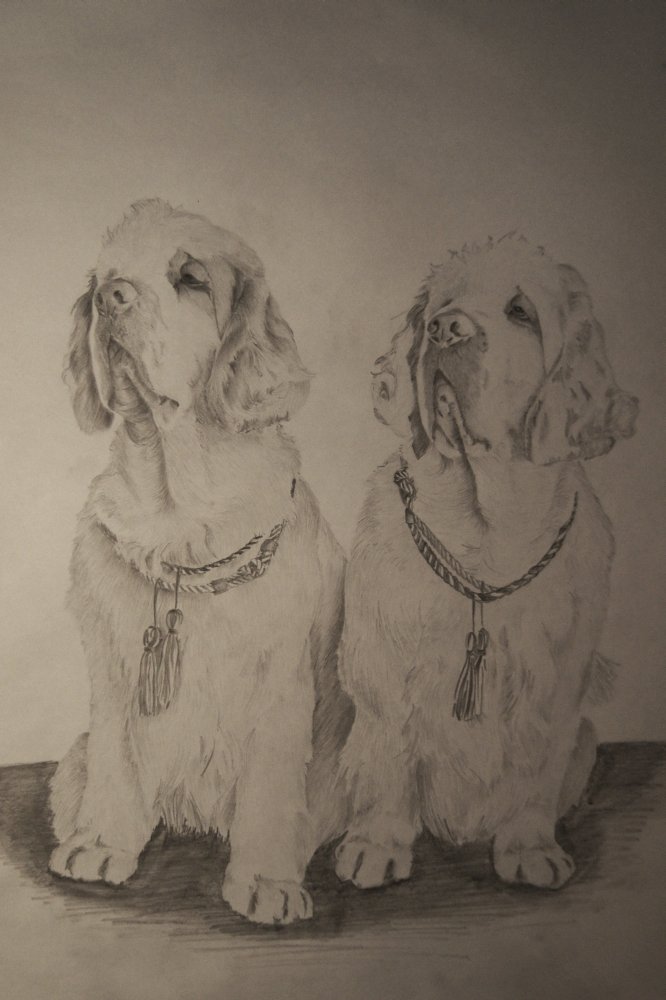 Clumber Spaniel