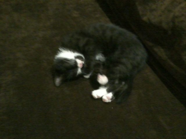 Kicia!