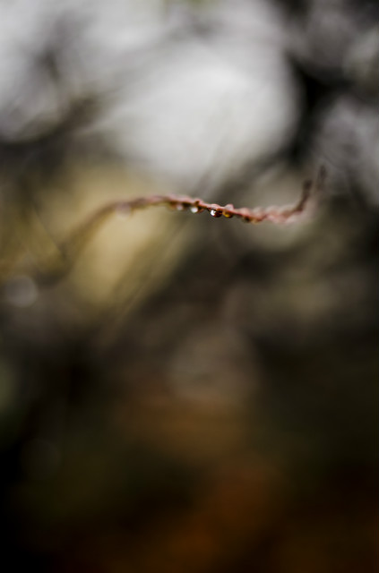 Bokeh.