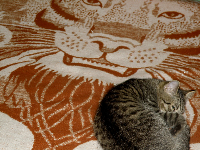 cat&tiger