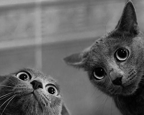 miauuuuu