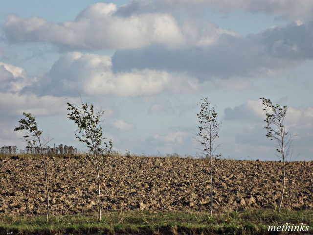 des petits arbres.