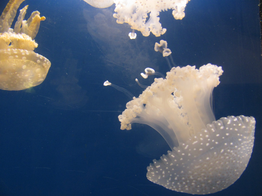 meduza