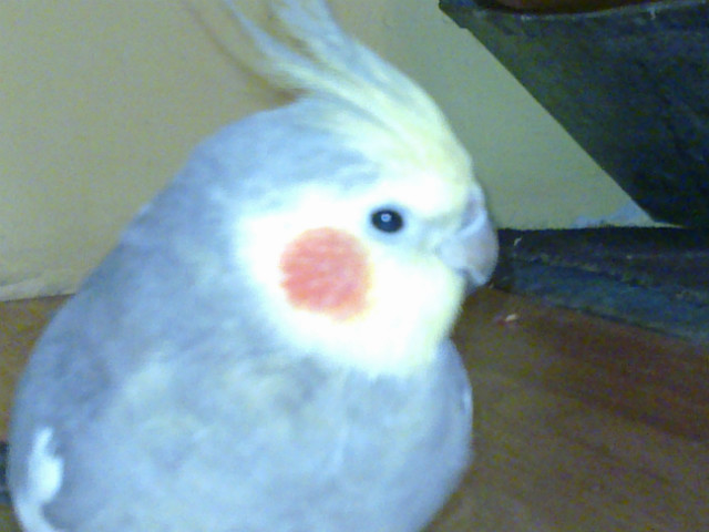 Siemka ; D